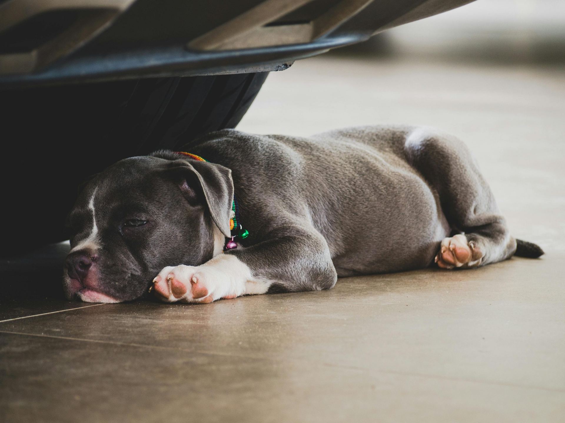 American Bully Pocket Size Puppy in Oddanchatram