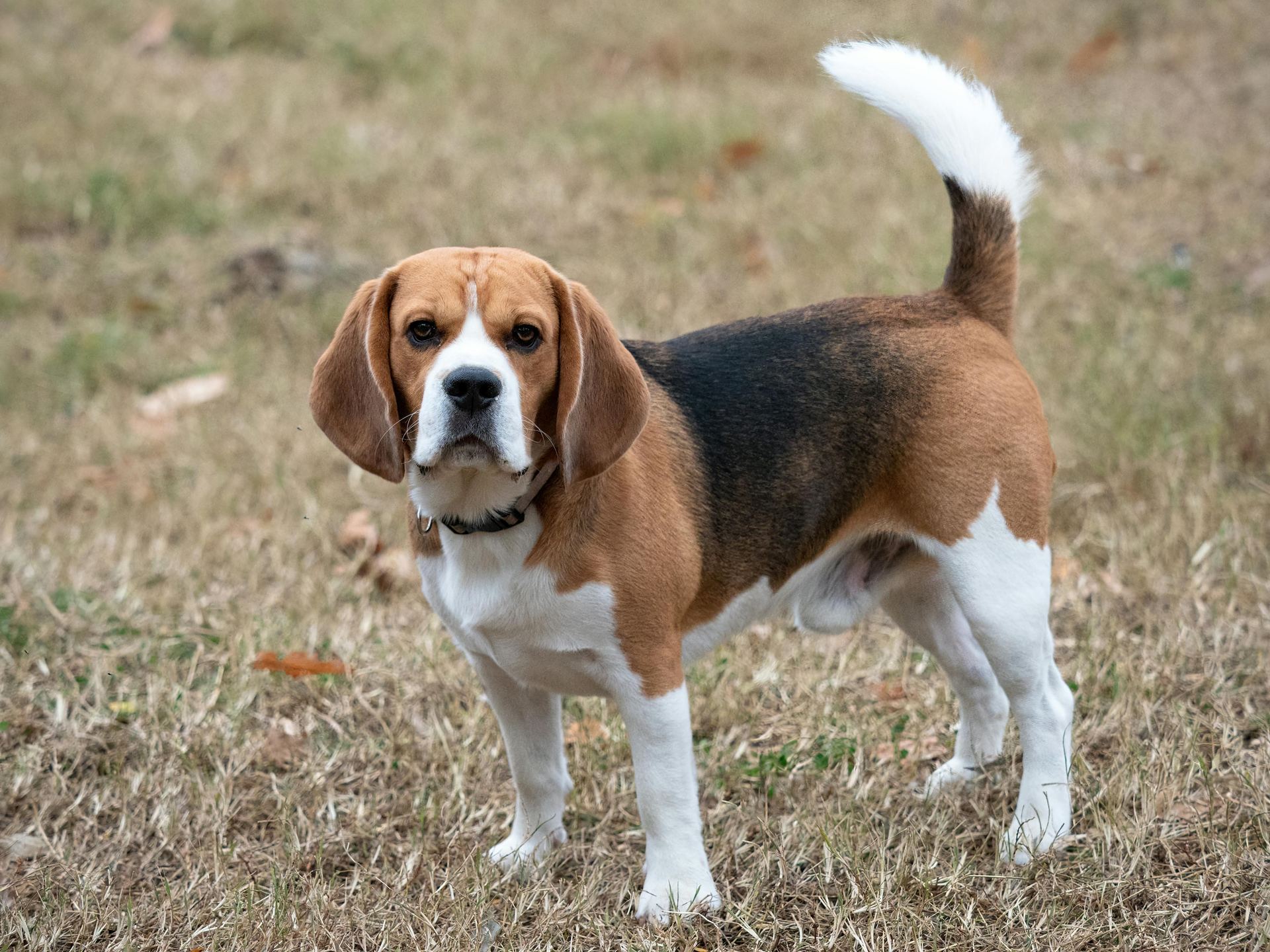 Beagle Black & Tan Puppy in Oddanchatram