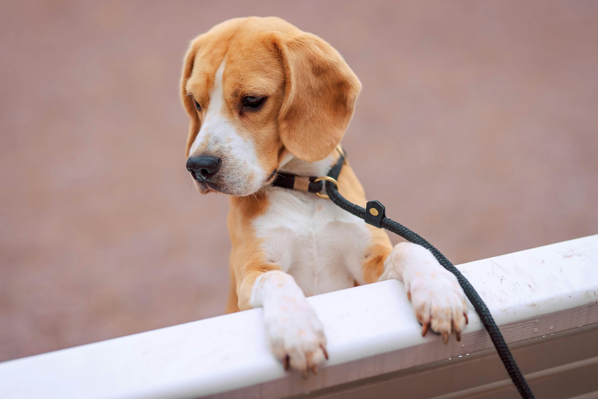 Beagle | Lemon & White | Puppy in Oddanchatram