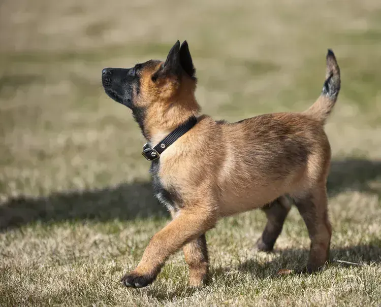 Belgian Malinois Puppy in Oddanchatram