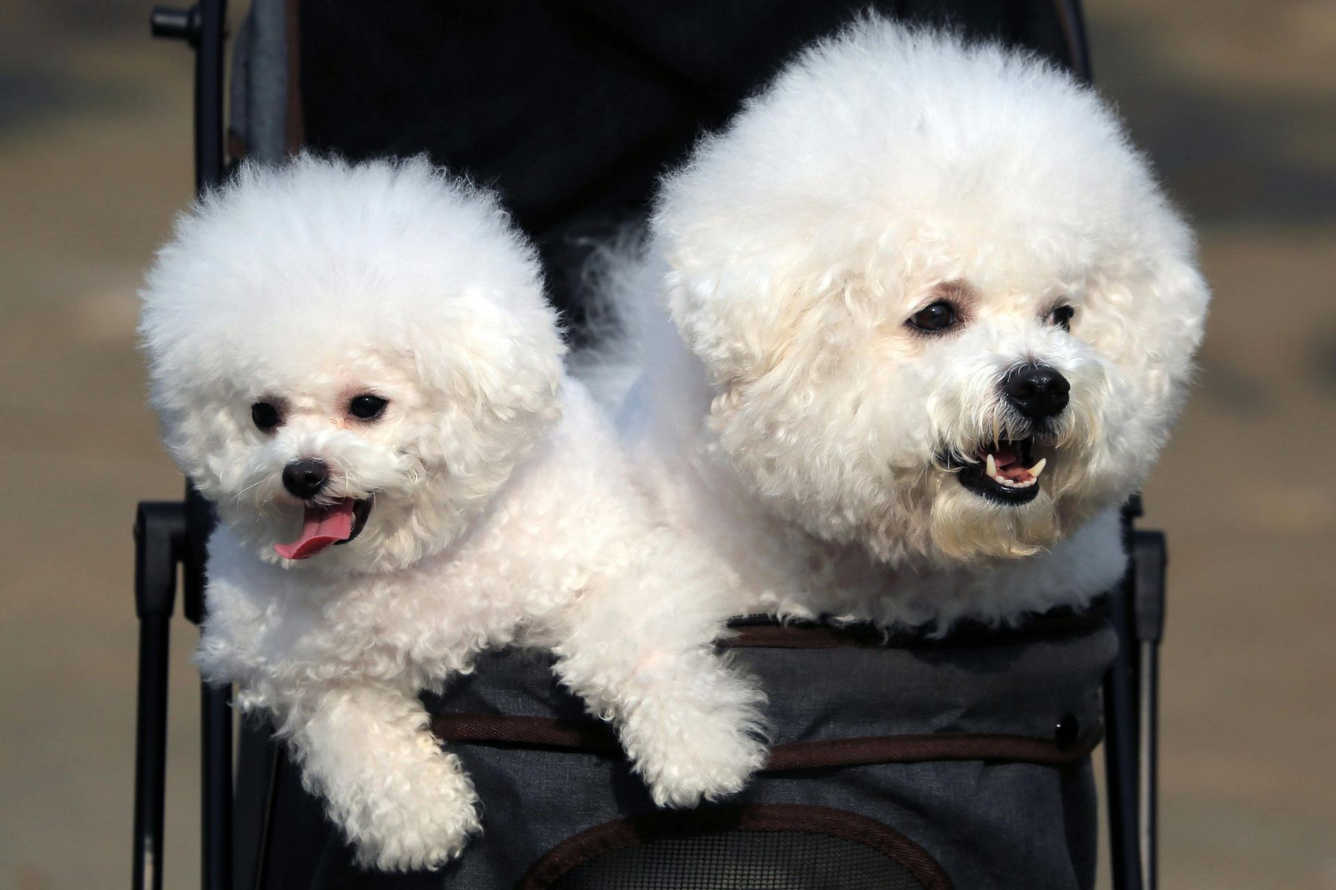 Bichon Frise Puppy in Devarakadra