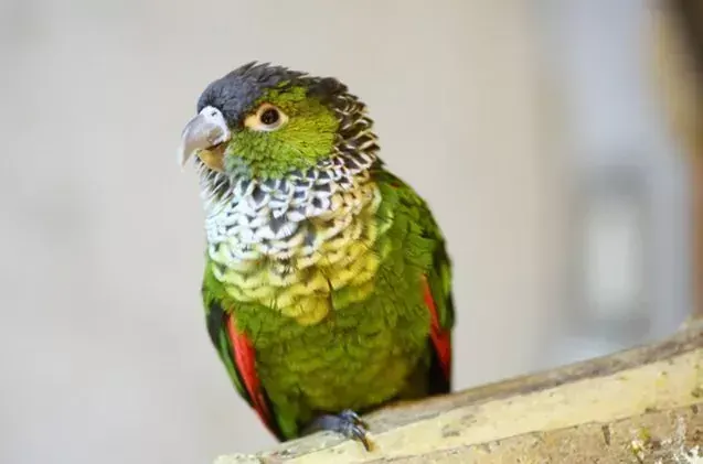 Black Capped Conure in Oddanchatram