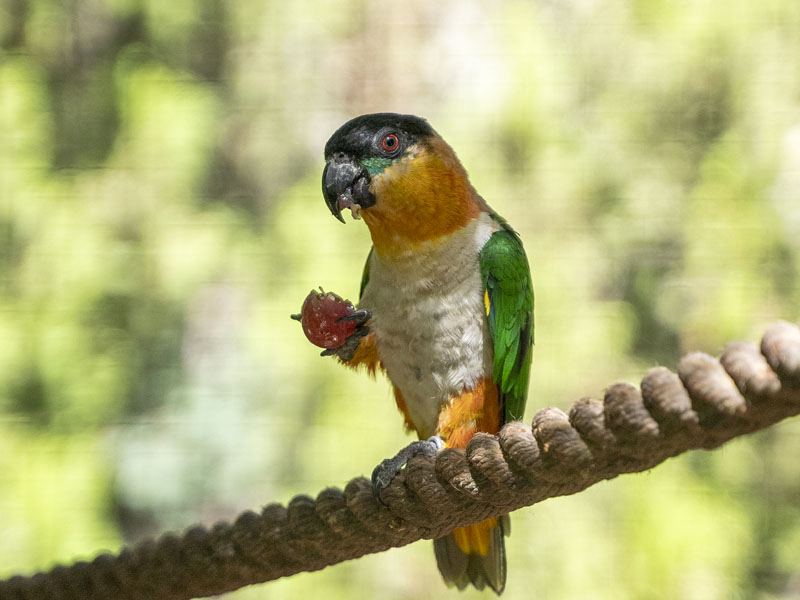 Black Headed Caique in Oddanchatram