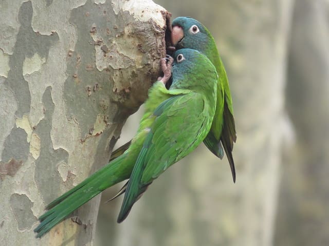 Blue Crown Conure in Oddanchatram