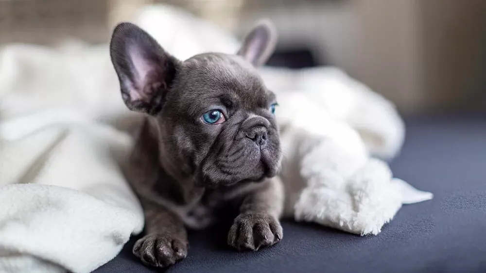 Buy French Bulldog Puppy | Blue in Chennai | ₹38,699 | Nearby