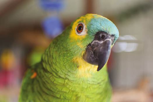 Blue Fronted Amazon in Oddanchatram