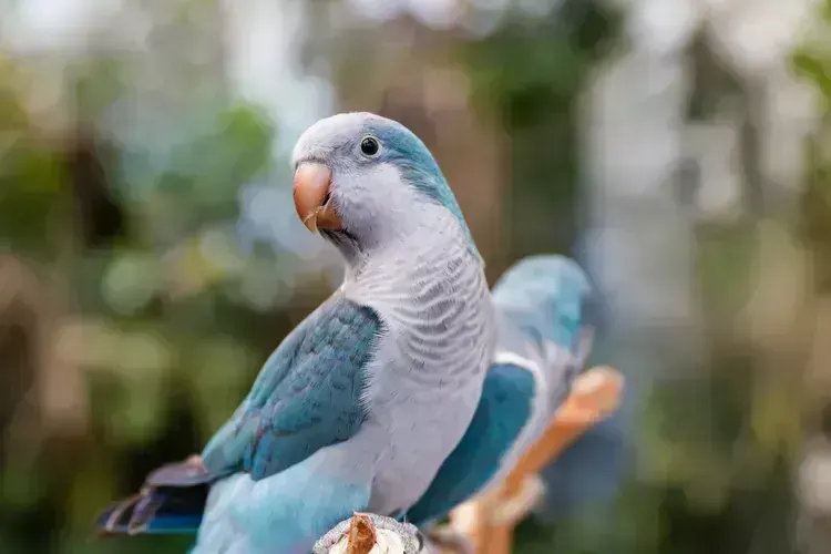 Blue Monk | Blue Quaker Parrot in Oddanchatram