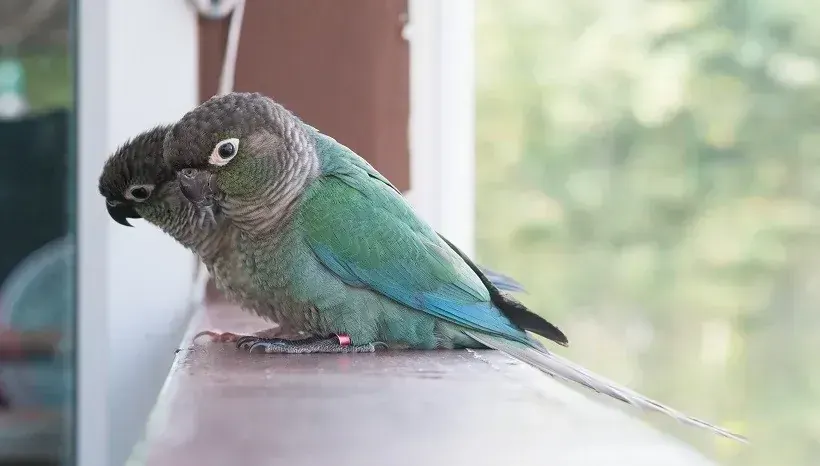 Blue Sided | Turquoise Conure in Oddanchatram