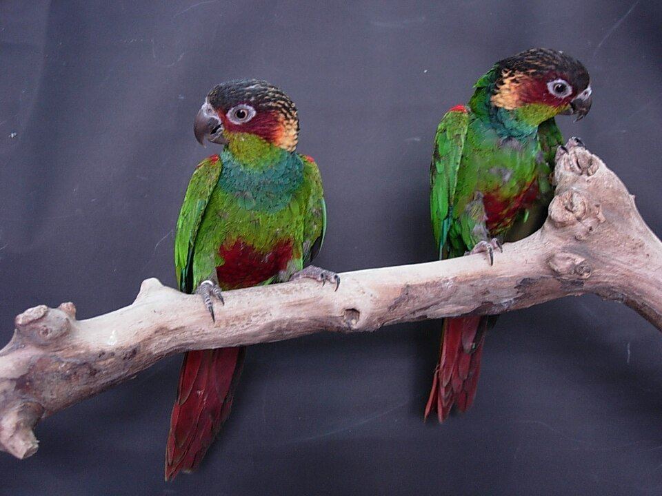 Blue Throated Conure