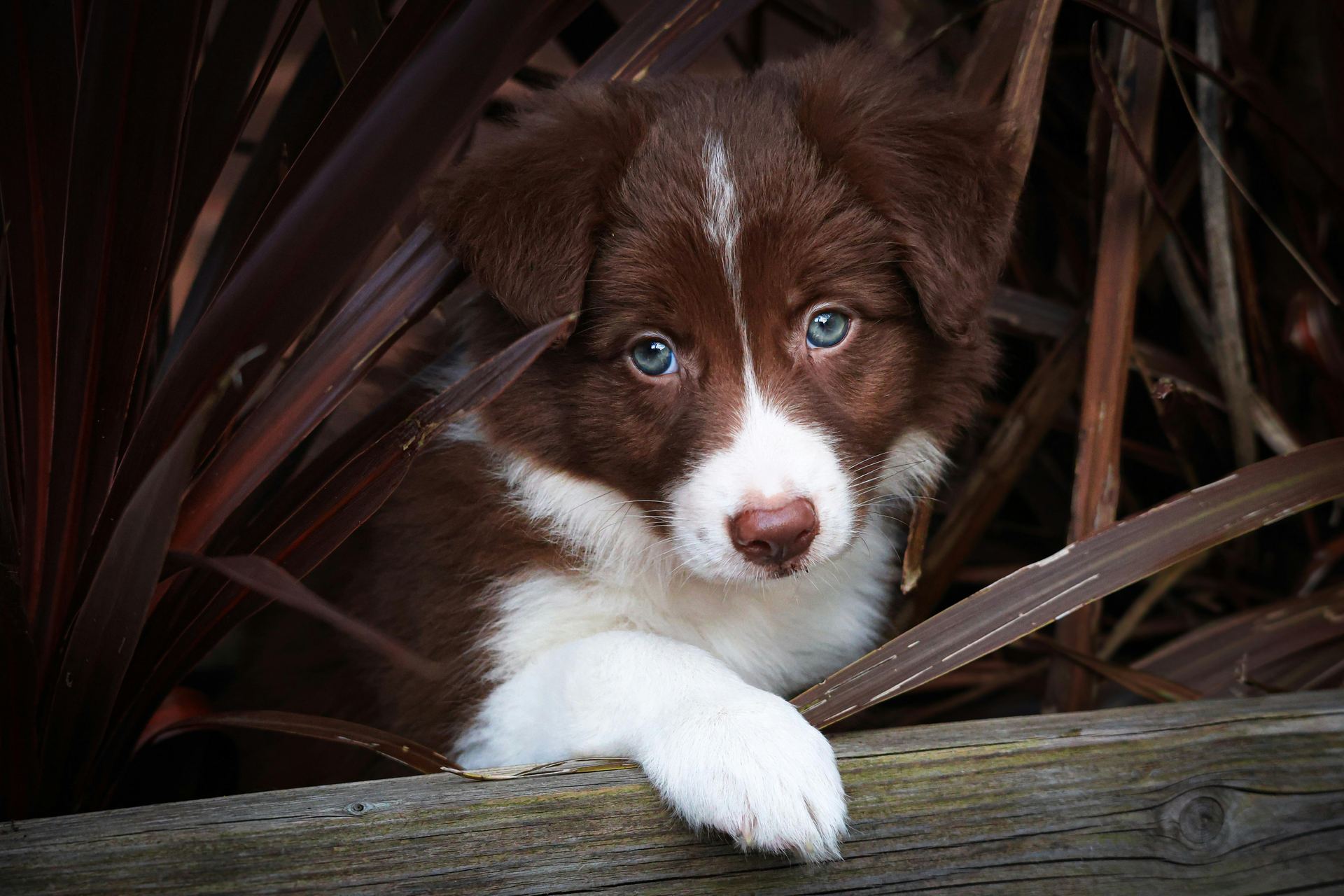Border Collie Puppy in Oddanchatram