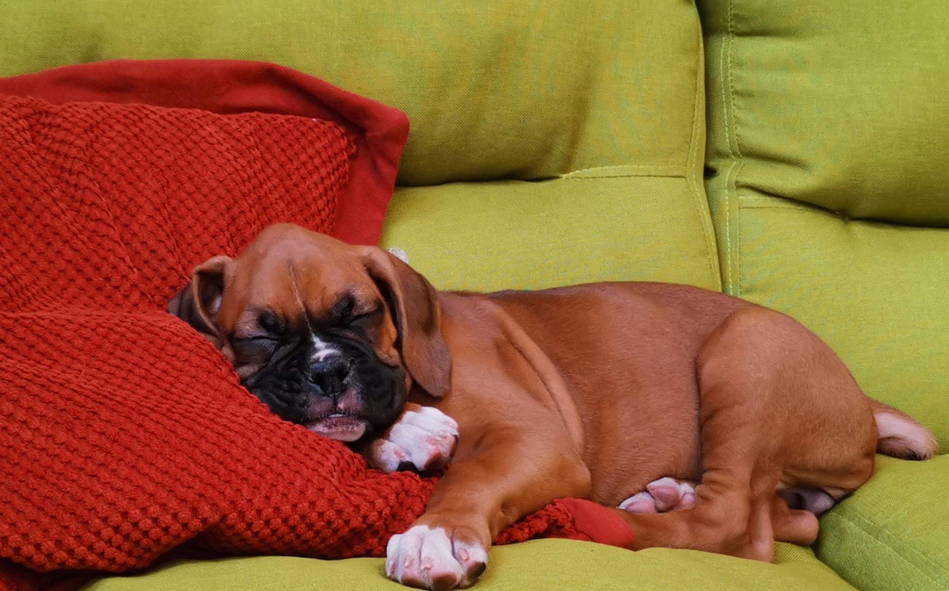Boxer Puppy in Oddanchatram