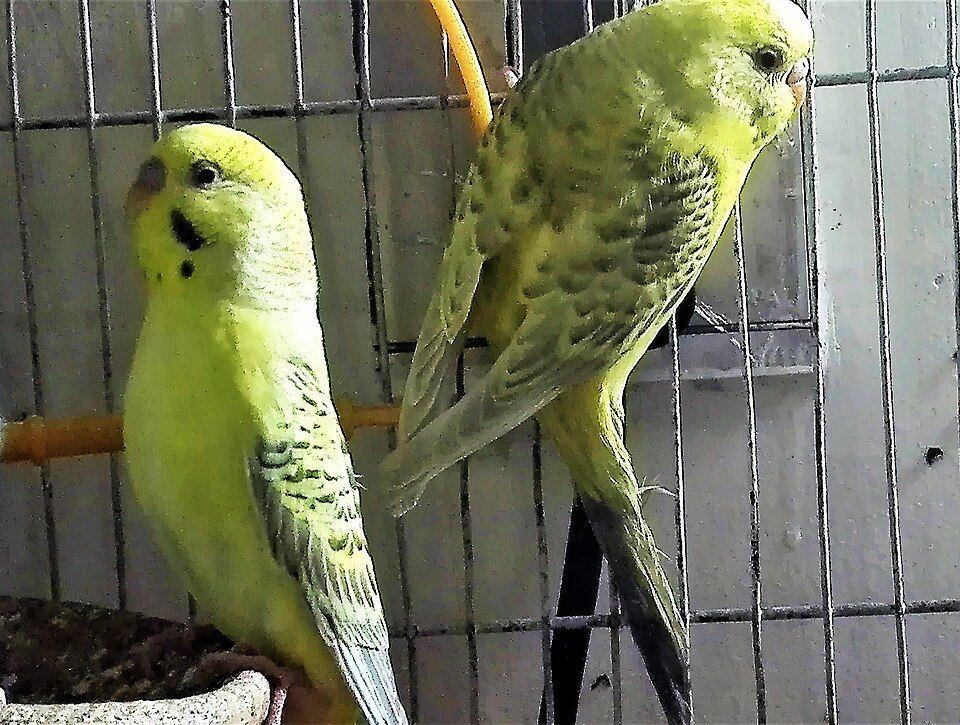 Budgies | Fallow