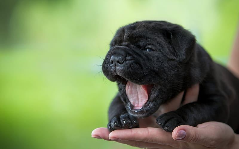 Cane Corso Puppy in Oddanchatram