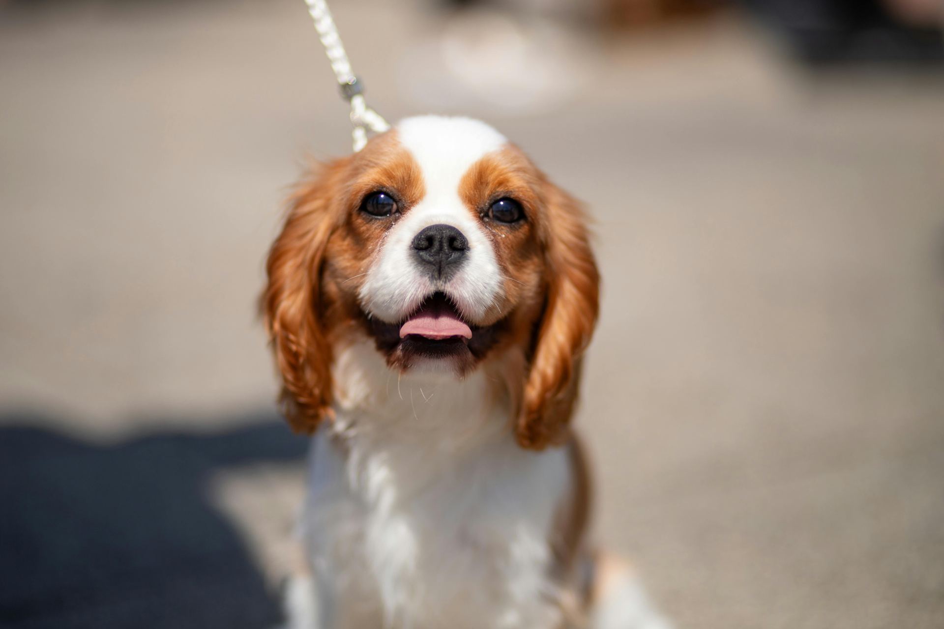 Cavalier King Charles Spaniel Puppy in Oddanchatram