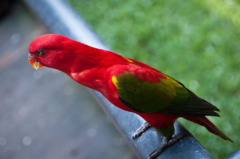 Chattering Lorikeet in Oddanchatram