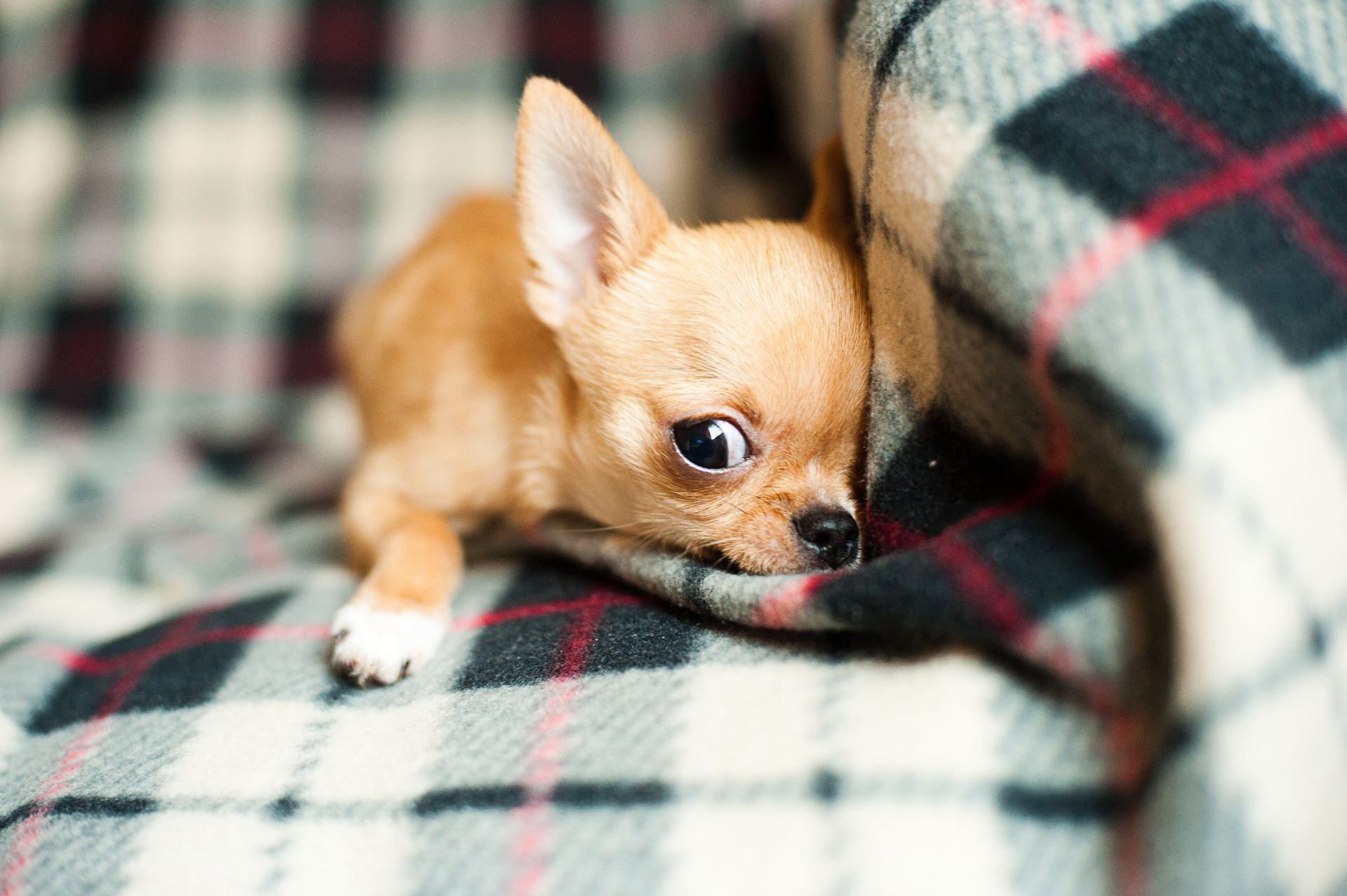 Chihuahua Puppy in Oddanchatram