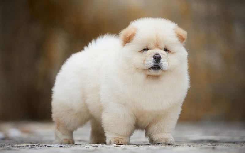 Chow Chow Puppies in Devarakadra