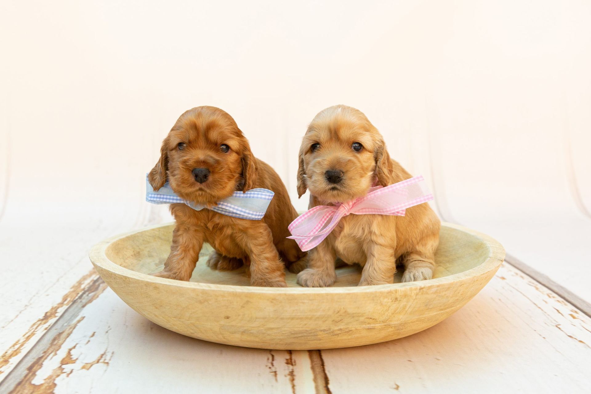 Cocker Spaniel Puppy in Oddanchatram