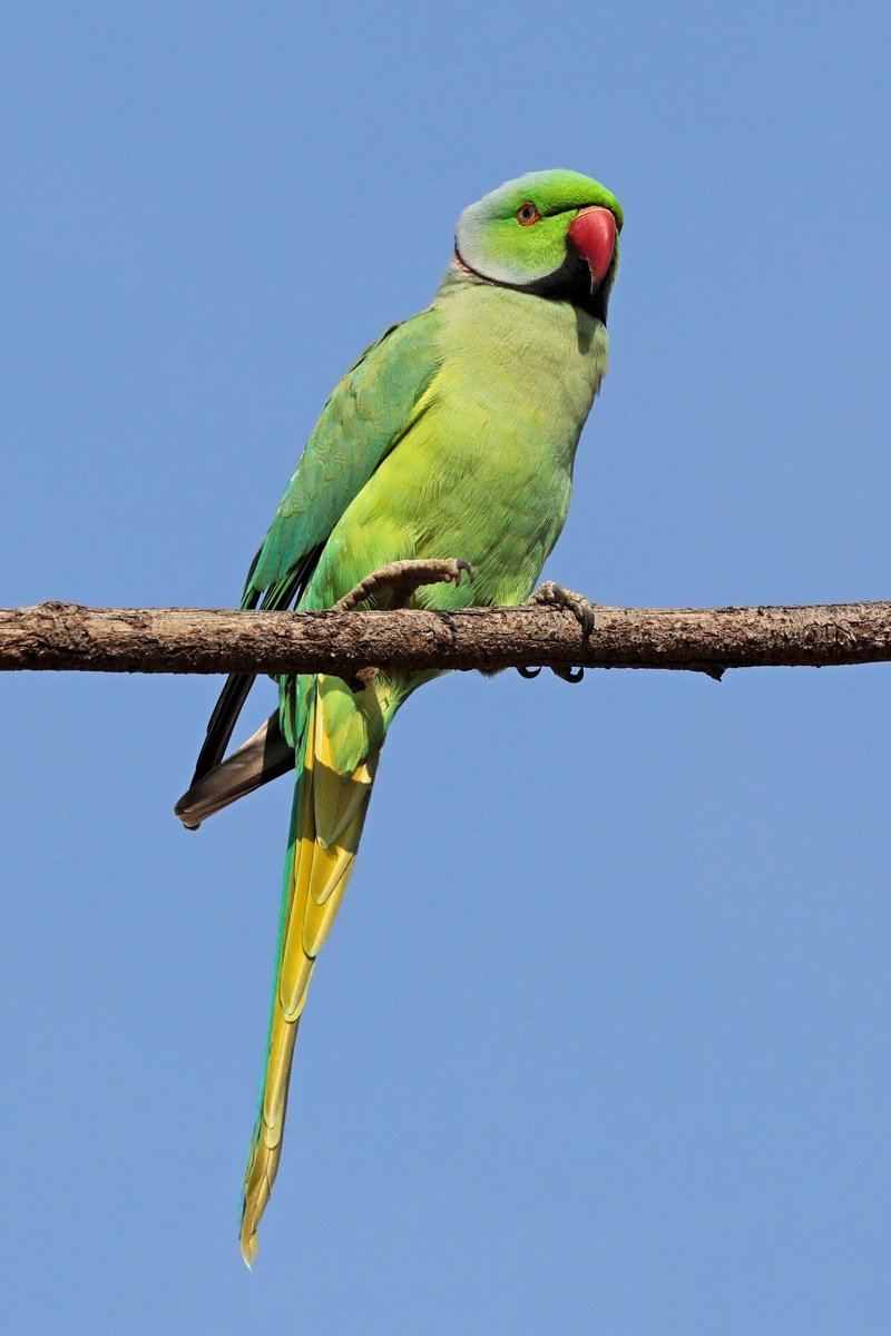 African Ringneck