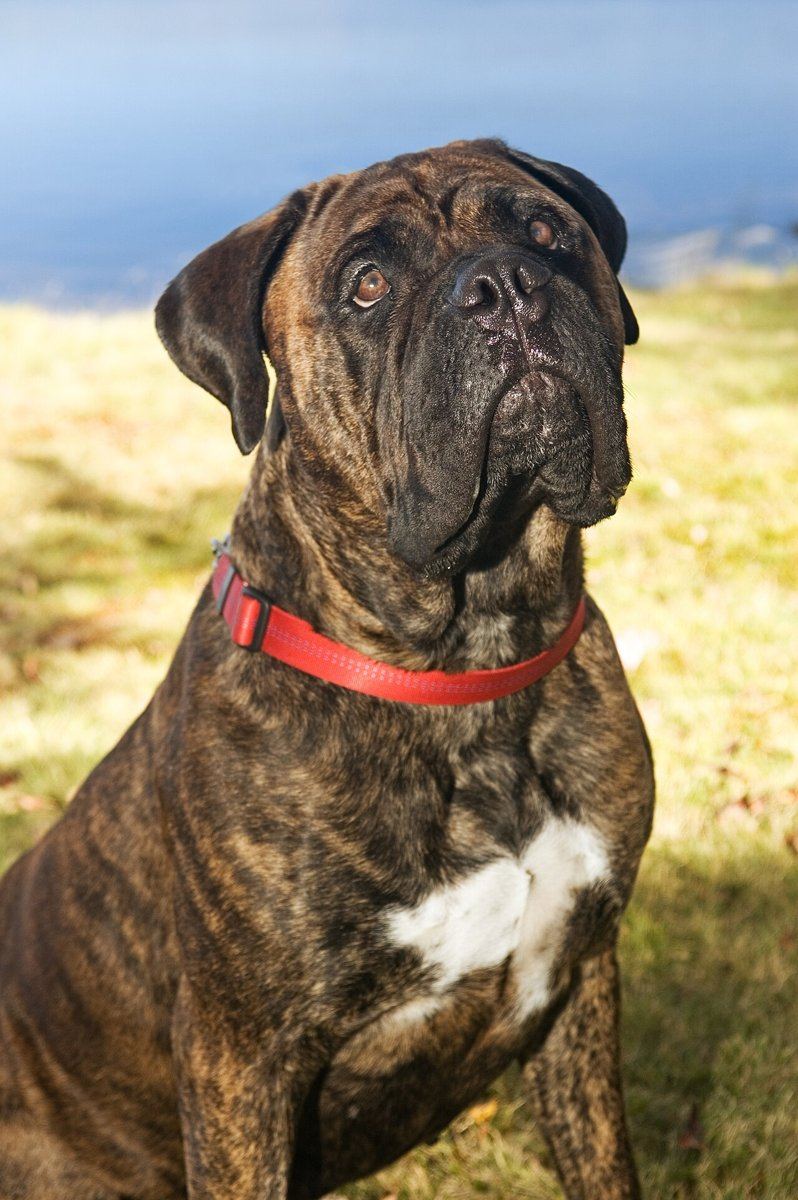 Bullmastiff Puppy