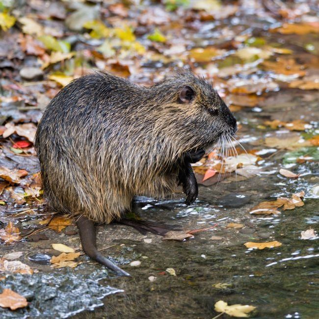 Coypu Rat