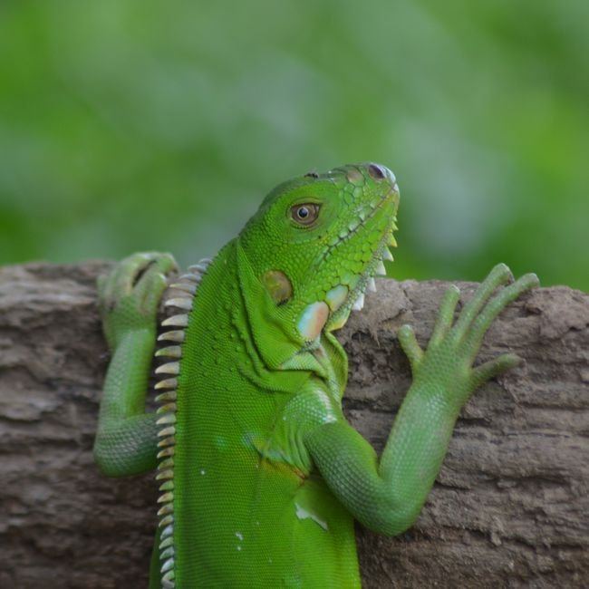 Iguana
