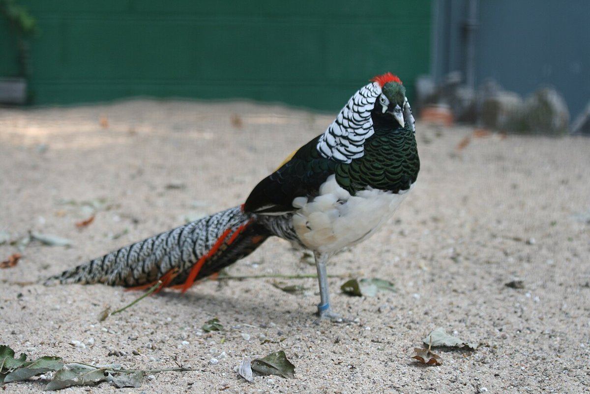 Lady Amherst Pheasant