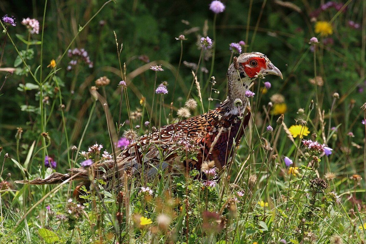 Pheasant