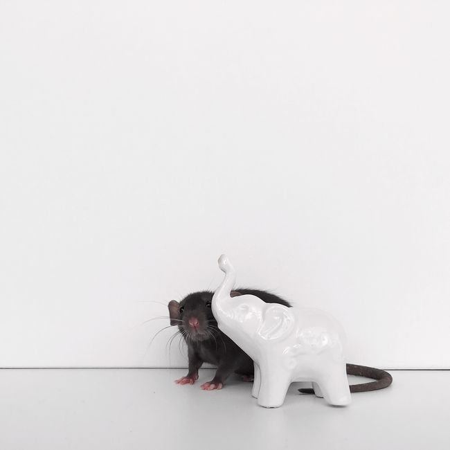 Rat