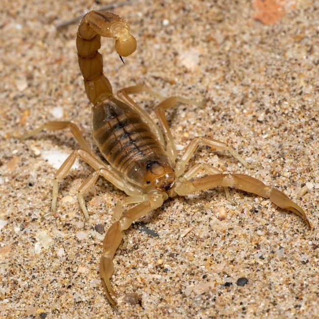Scorpion