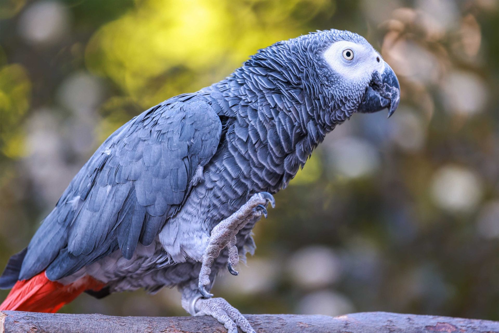African Grey Parrot in Oddanchatram
