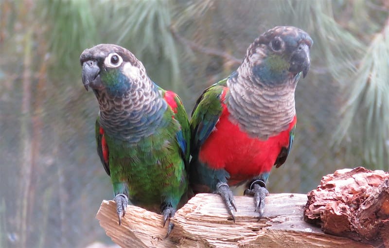 Crimson Bellied Conure in Oddanchatram