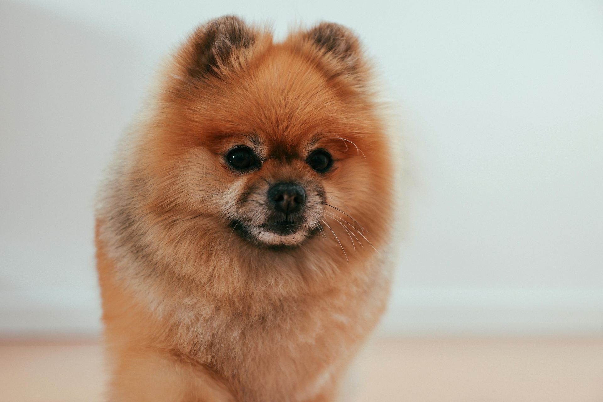 Culture Pom Puppy in Oddanchatram