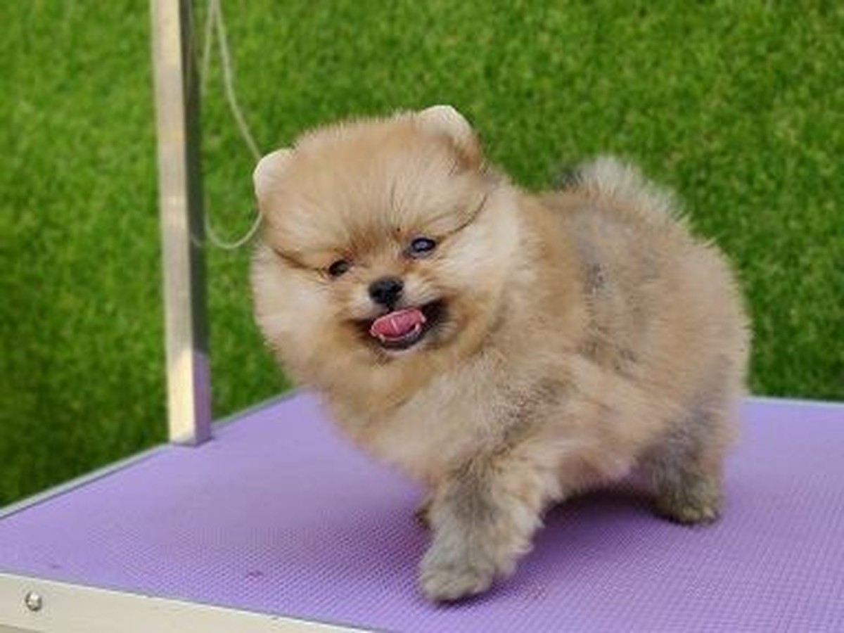 Culture Toy Pom Puppy in Oddanchatram