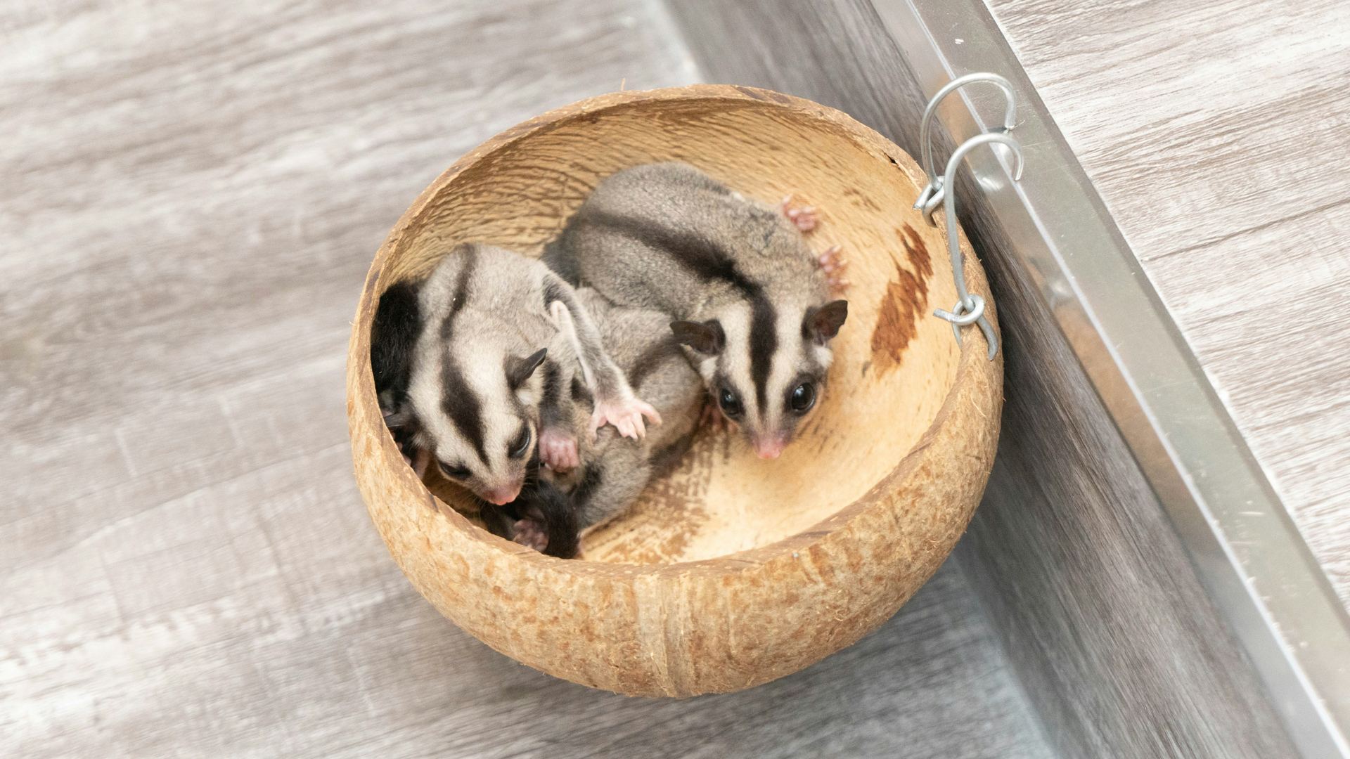 Sugar Glider | Grey - Sugar Glider | Grey (Small Animals & Exotic Pets) - in BengaluruSugar Glider | Grey, a Sugar Glider | Grey in Bengaluru