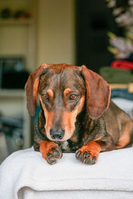 Dachshund Puppy | Brown & Tan — Dachshund Puppy available stock