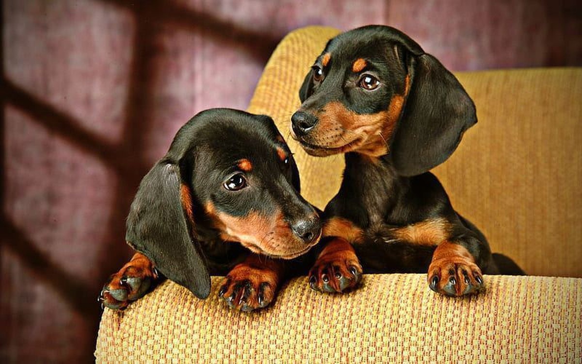 Dachshund Puppy in Oddanchatram