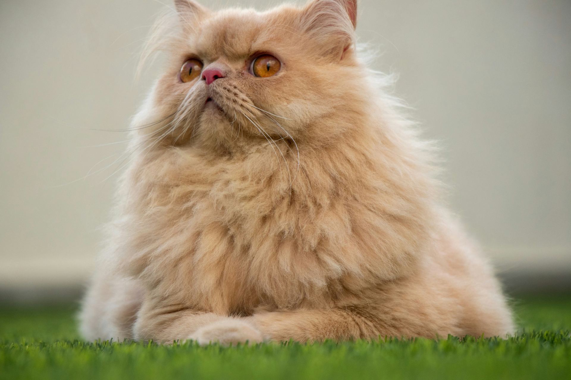 Persian Kitten (Punch Face) cat in Koduru