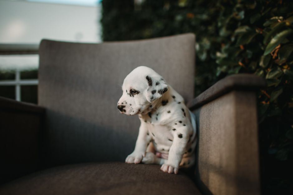 Dalmatian Puppy | Black Dots — Dalmatian Puppy | White & Black available stock