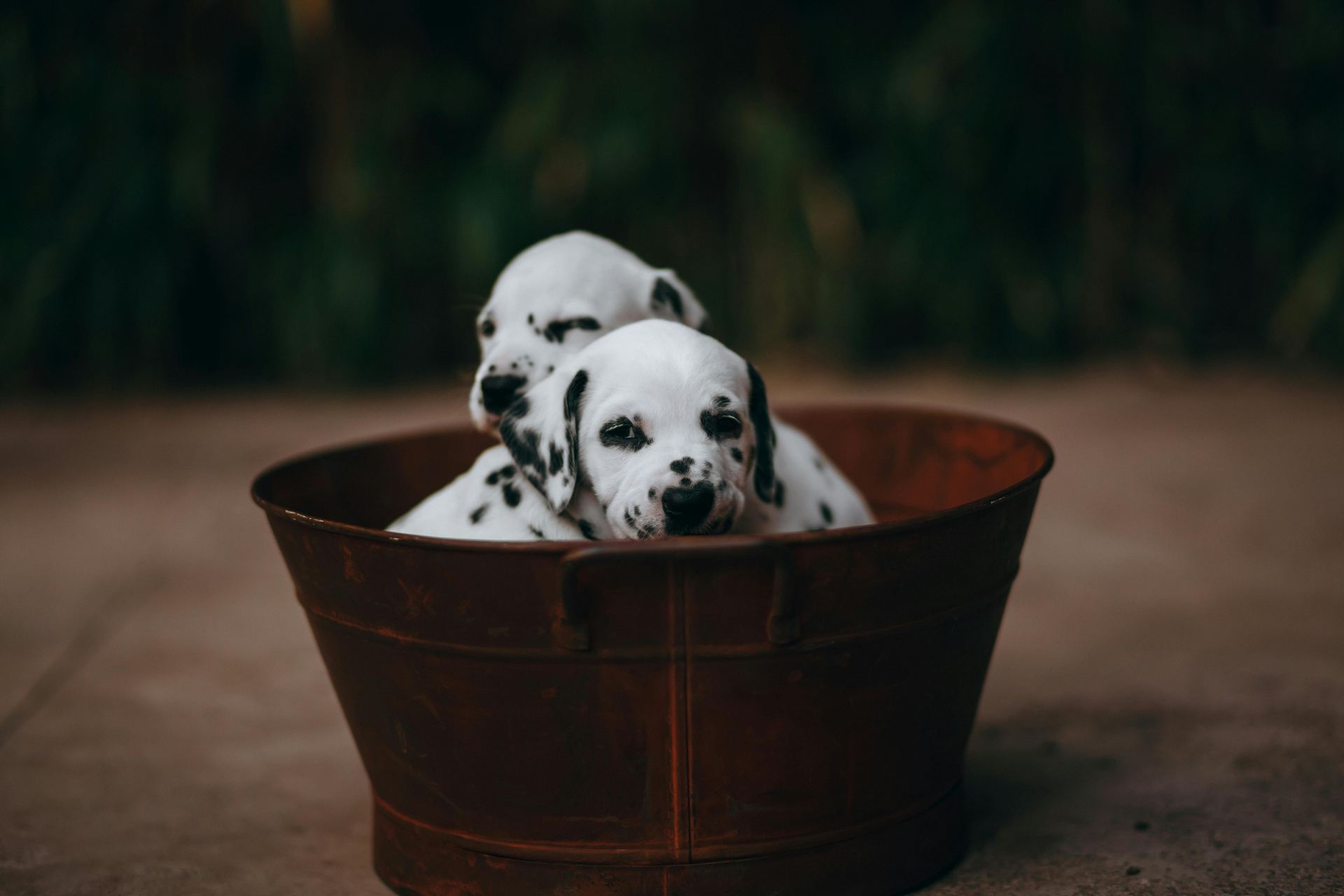 Dalmatian Puppy | Brown Dots in Devarakadra