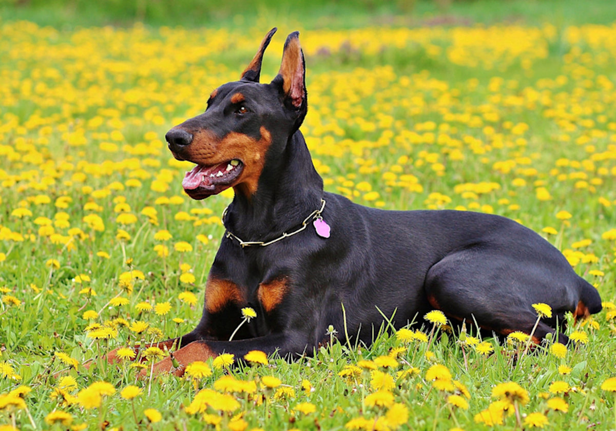 Doberman Pinscher Puppy in Devarakadra