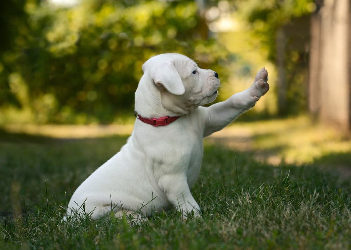 Dogo Argentino Puppy in Devarakadra