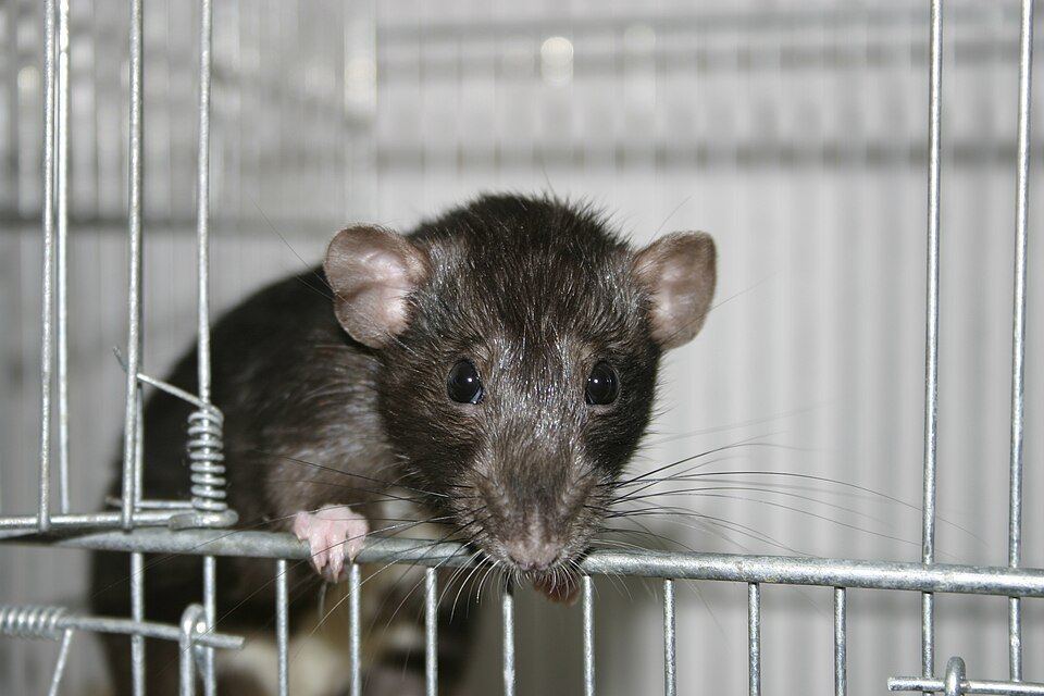 Dumbo Rat
