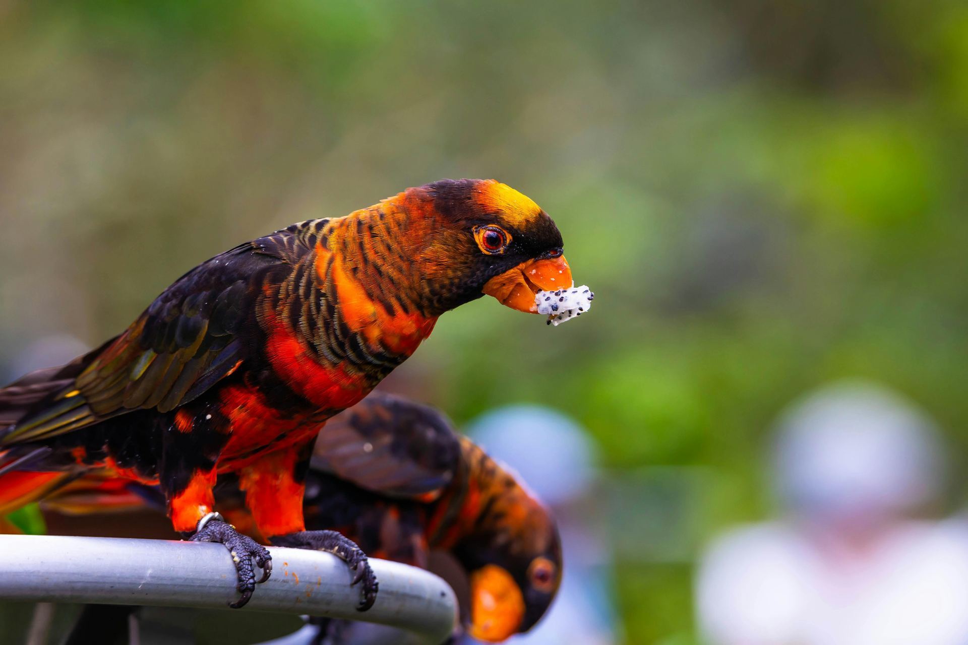 Dusky Lorikeet in Oddanchatram