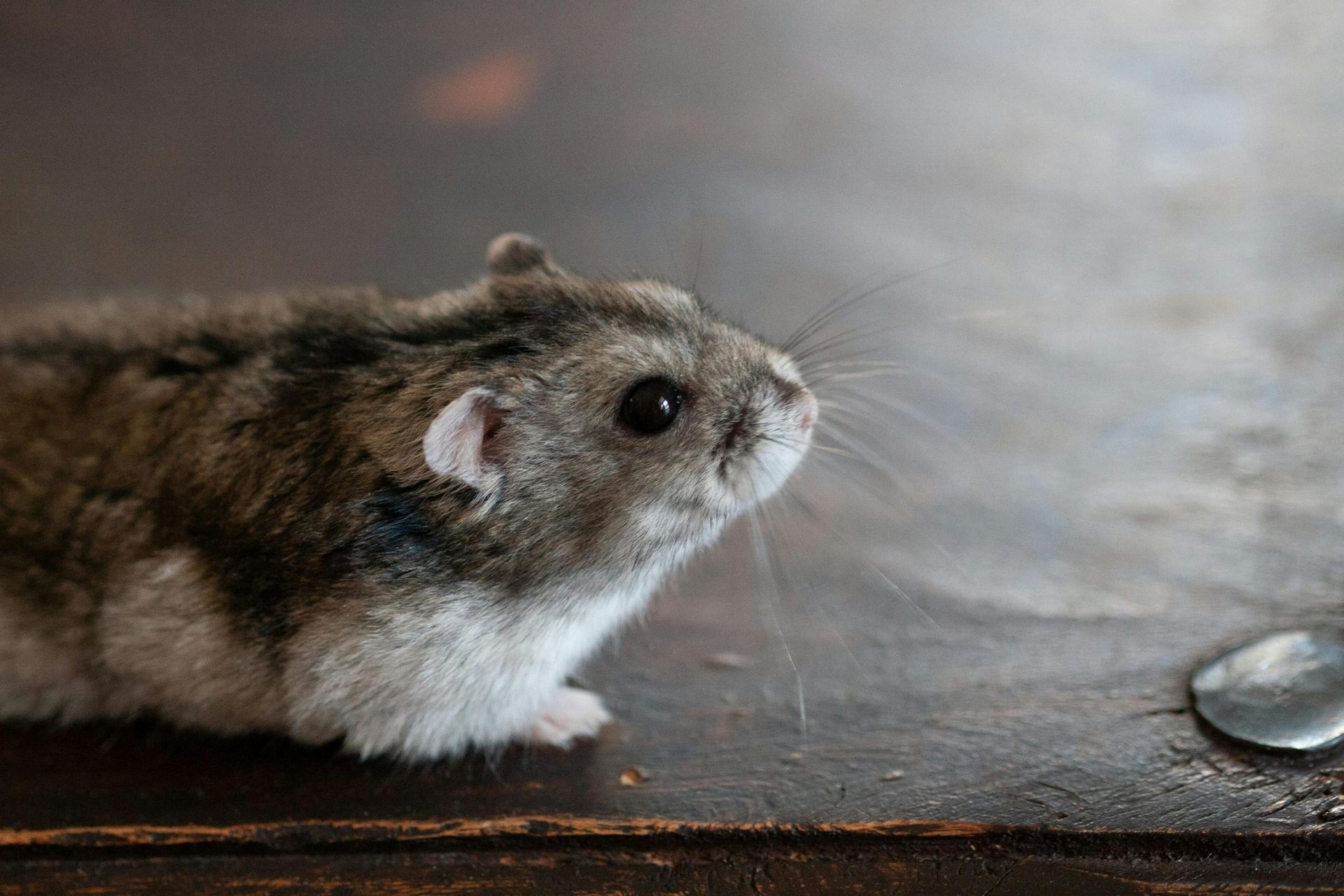 Dwarf Hamster Babies | Adults - Dwarf Hamster Babies | Adults