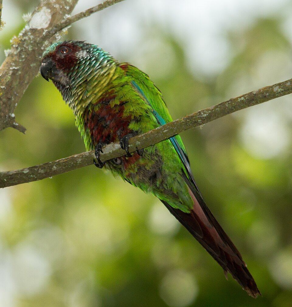 Emma Conure