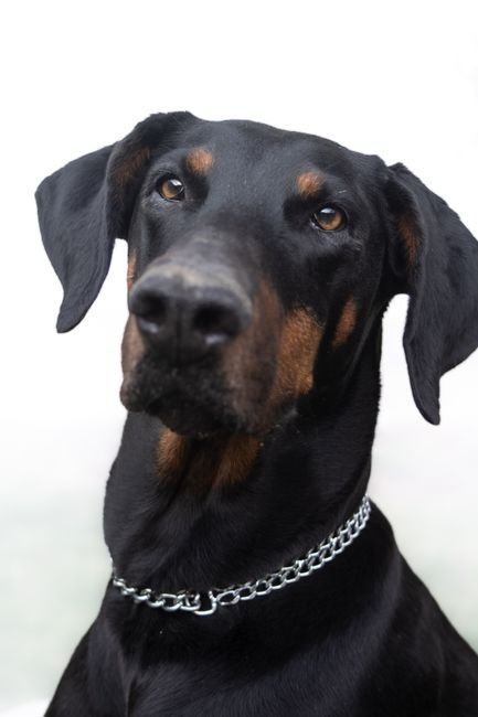 European Doberman Puppy | Black & Tan — European Doberman Puppy available stock