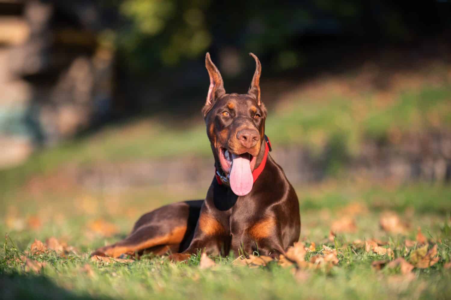 European Doberman Puppy in Devarakadra