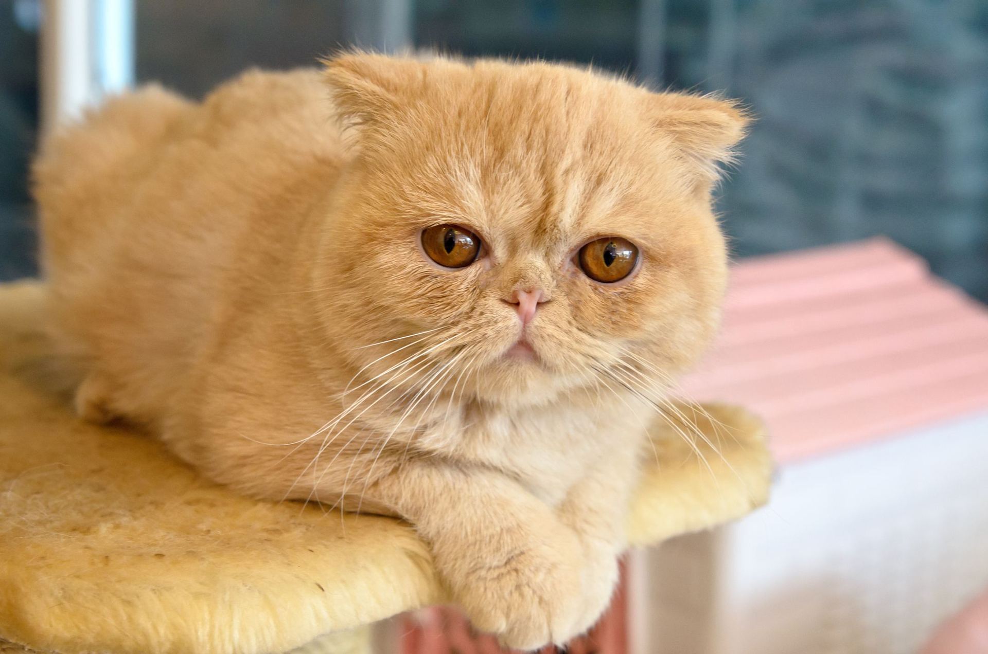 Exotic Short Hair Kittens