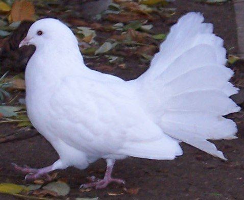 Fantail Pigeon